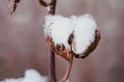 如何理解期權反向比率價差策略？該策略有何應用要點？