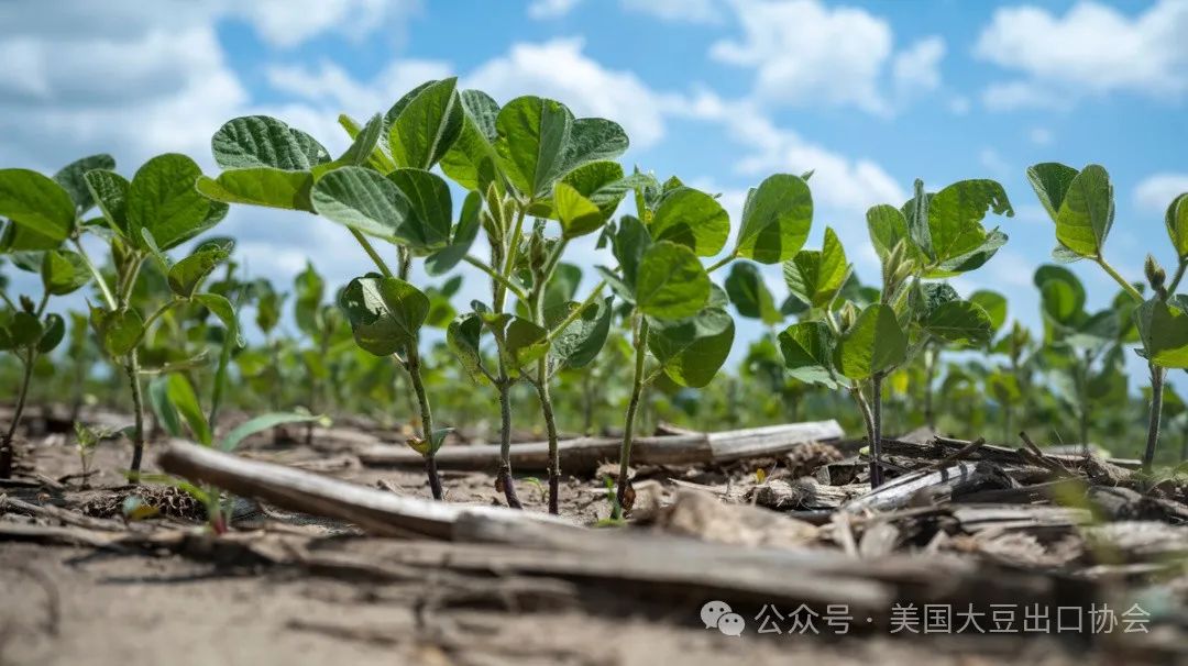 29日凌晨新鮮出爐：2024美國(guó)大豆種植面積和季度庫(kù)存報(bào)告